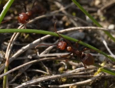 Polyergus rufescens photo 80