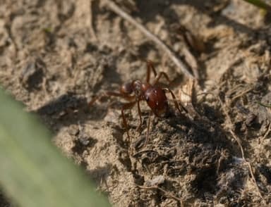 Polyergus rufescens photo 81