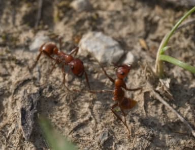 Polyergus rufescens photo 82