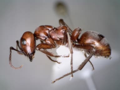 Polyergus rufescens photo 84