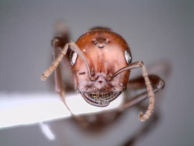Polyergus rufescens photo 85