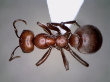Polyergus rufescens photo 86