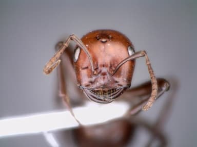Polyergus rufescens photo 87