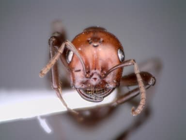 Polyergus rufescens photo 89