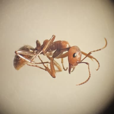 Polyergus rufescens photo 91