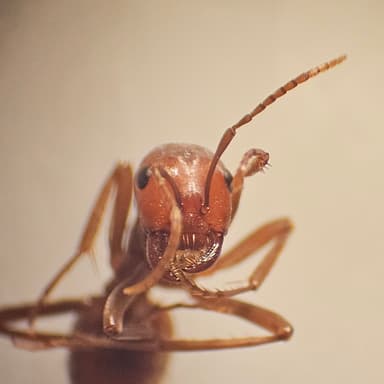 Polyergus rufescens photo 92