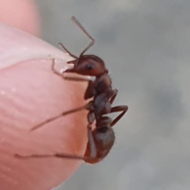 Polyergus rufescens photo 93