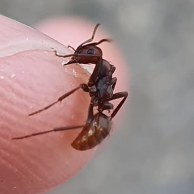 Polyergus rufescens photo 94