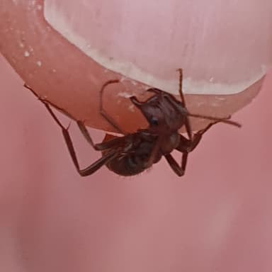 Polyergus rufescens photo 95