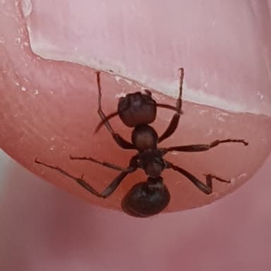 Polyergus rufescens photo 96