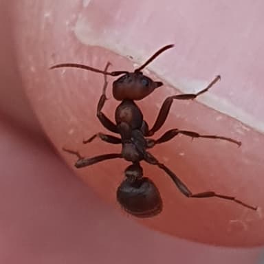 Polyergus rufescens photo 97