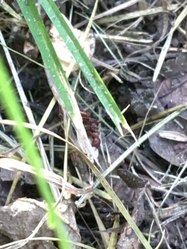 Polyergus rufescens photo 98