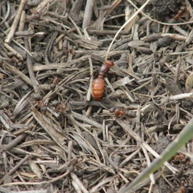 Polyergus rufescens photo 99