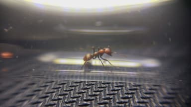Polyergus rufescens photo 100