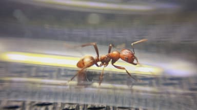 Polyergus rufescens photo 101