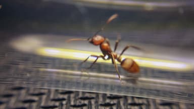 Polyergus rufescens photo 102