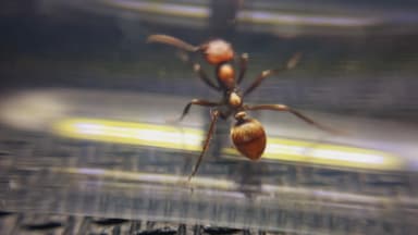 Polyergus rufescens photo 103