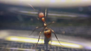 Polyergus rufescens photo 104