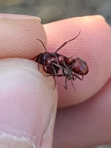 Polyergus rufescens — queen photo 105