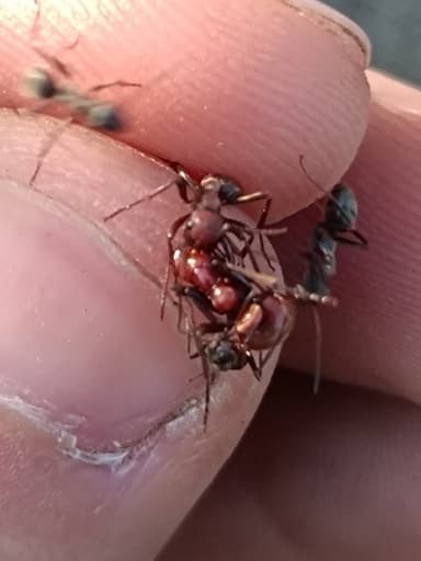 Polyergus rufescens — queen photo 106