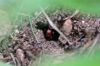 Polyergus rufescens photo 107