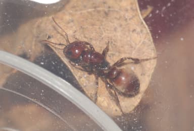 Polyergus rufescens photo 108