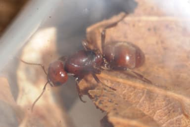 Polyergus rufescens photo 109