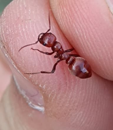 Polyergus rufescens — colony photo 110