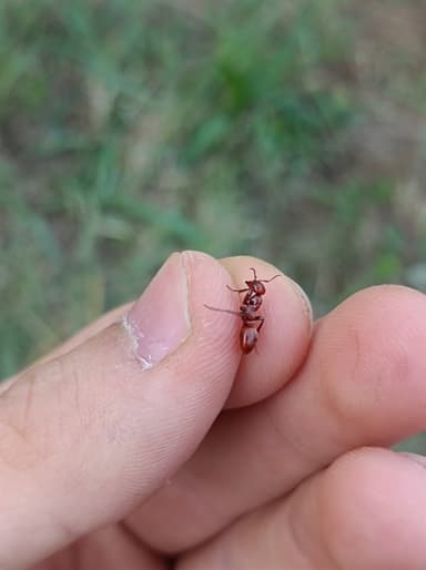 Polyergus rufescens — colony photo 111