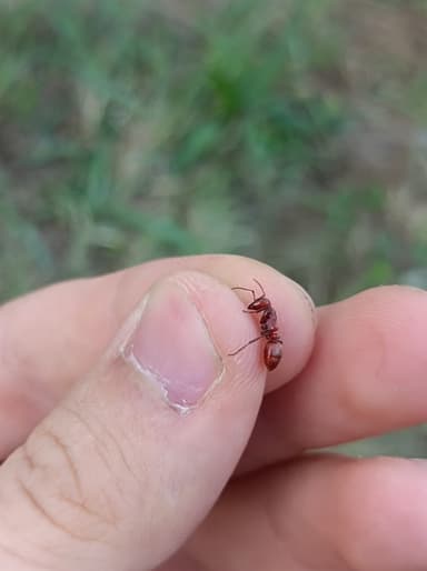 Polyergus rufescens — colony photo 112