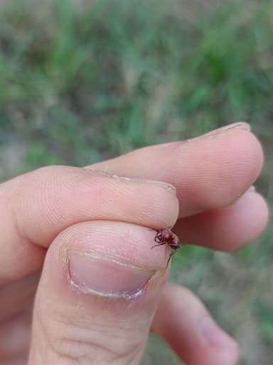 Polyergus rufescens — colony photo 113