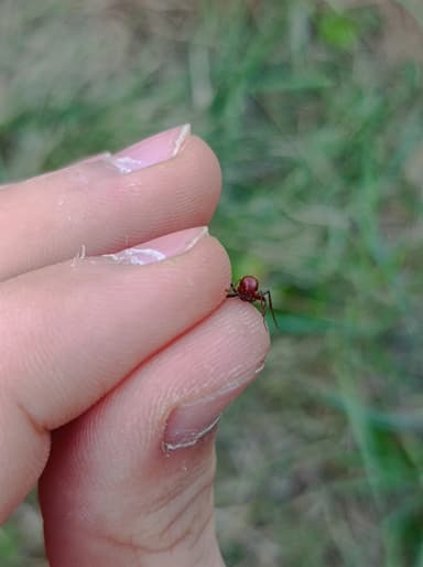 Polyergus rufescens — colony photo 114