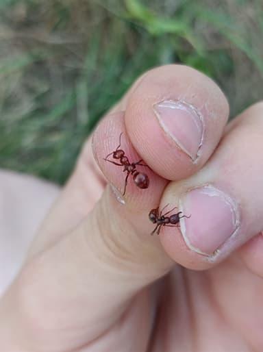 Polyergus rufescens — colony photo 115