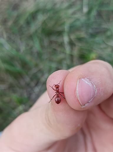 Polyergus rufescens — colony photo 117