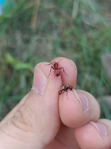 Polyergus rufescens — colony photo 118