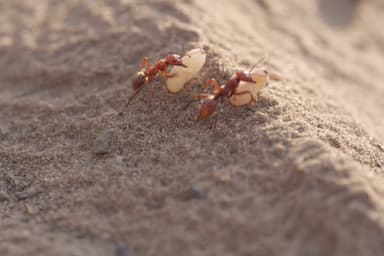 Polyergus rufescens photo 119