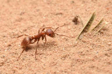 Polyergus rufescens photo 120