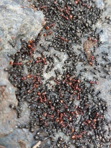 Polyergus rufescens photo 122