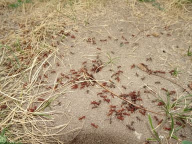 Polyergus rufescens photo 123