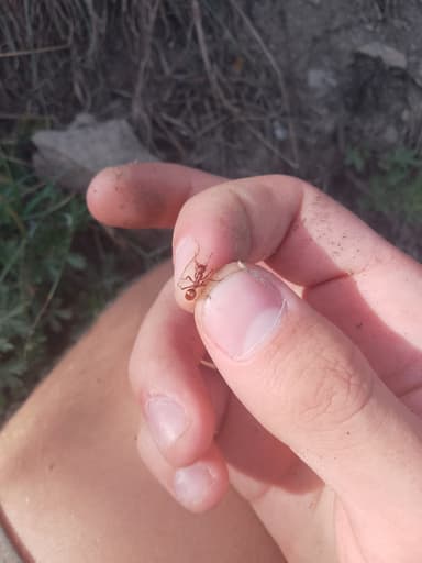 Polyergus rufescens photo 124