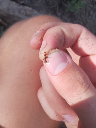 Polyergus rufescens photo 126