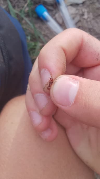 Polyergus rufescens photo 127
