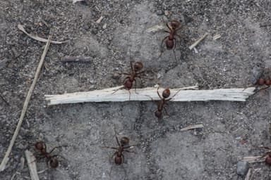Polyergus rufescens photo 132