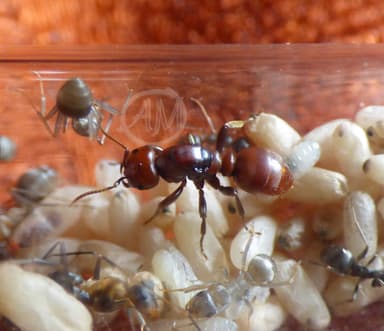 Polyergus rufescens photo 133