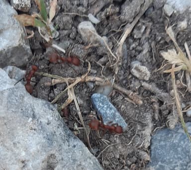 Polyergus rufescens photo 134
