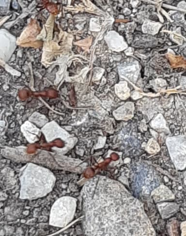 Polyergus rufescens photo 135
