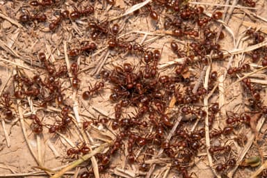 Polyergus rufescens photo 137