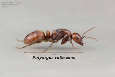 Polyergus rufescens photo 138