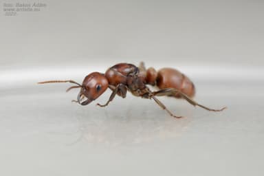 Polyergus rufescens photo 139