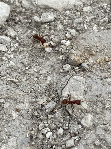 Polyergus rufescens photo 140